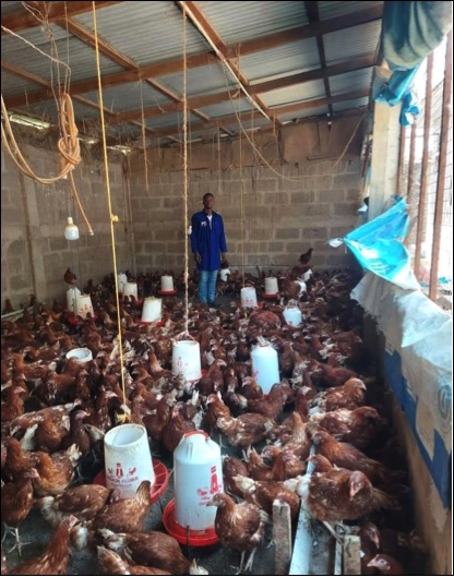 A picture showing chicken ready for market at maendeleo farmers group within siaya town. Photo by Jack Ohito.